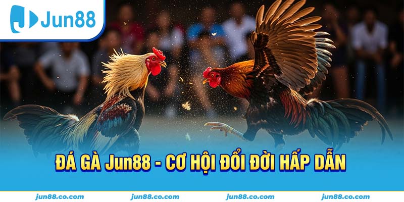 Các loại hình đá gà tại Jun88 với cựa dao và cựa sắt